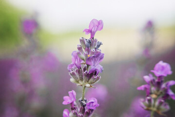 Fototapeta premium Beautiful Blooming Lavender Flowers. Ukraine. France. România