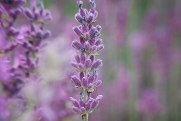 Beautiful Blooming Lavender Flowers. Ukraine. France. România