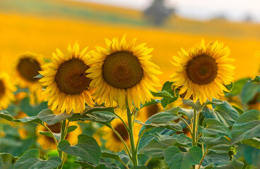 Fototapeta premium Blooming sunflower close-up. Nature