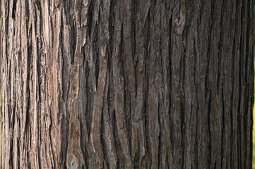 木の樹皮のテクスチャパターン（サワラ）
