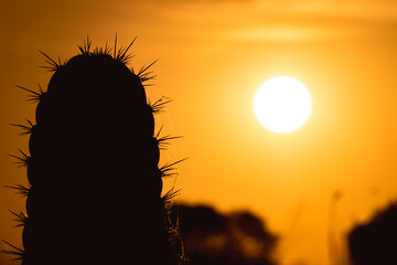silhouette of a cactus