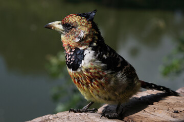 Haubenbartvogel oder Schwarzrücken-Bartvogel / Crested barbet / Trachyphonus vaillantii