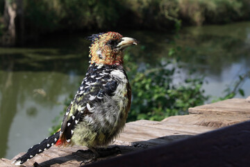 Haubenbartvogel oder Schwarzrücken-Bartvogel / Crested barbet / Trachyphonus vaillantii