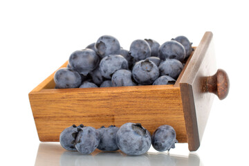 Several berries of ripe dark purple blueberries in a box from a tree, close-up, isolated on white.