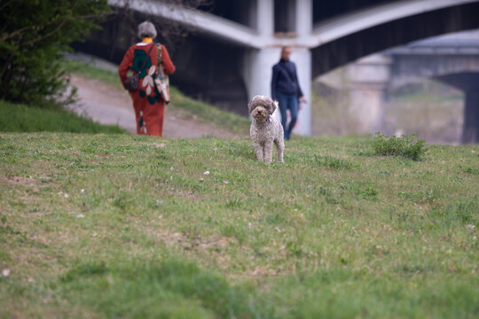 Little Gray Poodle Dog Playing with her Owner Outdoor on the Grass
