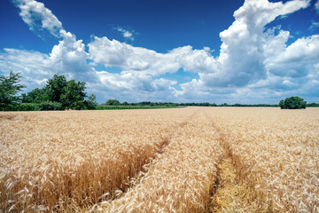 Golden wheat field cloudscape panorama with white clouds on blue sky in summer before harvest
