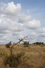 Afrikanischer Busch / African Bush /