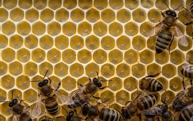 Eggs in honeycombs.
Queen bee laid eggs in honeycombs