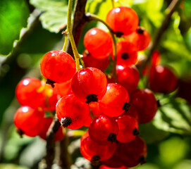 Sweet transparency. Red currants.
The picture was taken against the Sun. This allowed the image of the fruit to be translucent.
