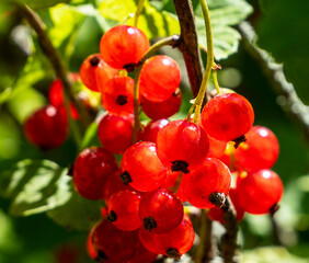 Sweet transparency. Red currants.
The picture was taken against the Sun. This allowed the image of...