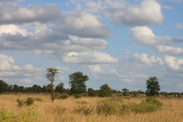 Fototapeta na wymiar Afrikanischer Busch / African Bush /