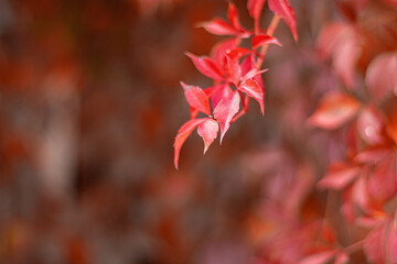 Japanese maple leaves in sunshine
