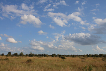 Afrikanischer Busch / African Bush /