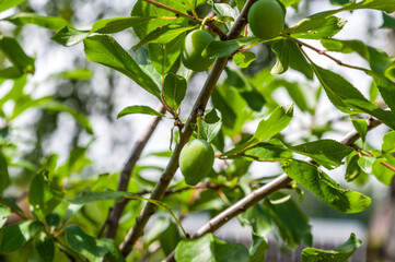 Plum ripens in the garden on a tree