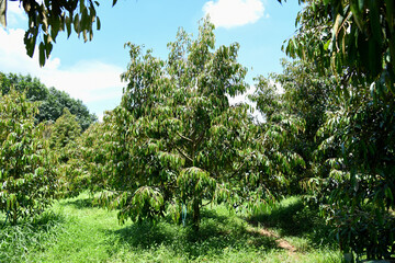 Fototapeta premium durian tree in the garden