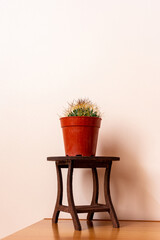 Little cactus pot on a small wooden table. Houseplant concept.