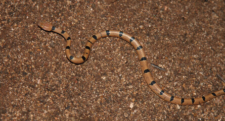 Getigerte Katzennatter / Common tiger snake / Telescopus semiannulatus semiannulatus