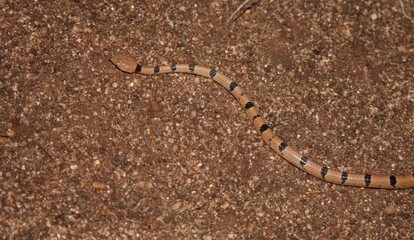 Getigerte Katzennatter / Common tiger snake / Telescopus semiannulatus semiannulatus