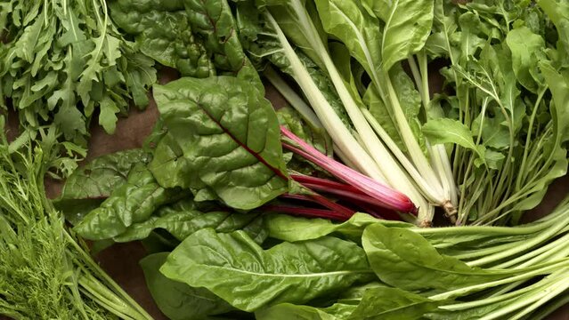 Leafy vegetables: swiss chard - different varieties, leaf chicory, rucola (arugula) and  mizuna (Japanese mustard greens). Healthy food concept.