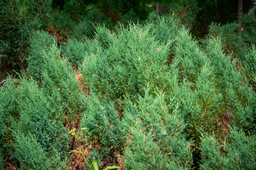 Juniper hedge texture in dark green tones, close up