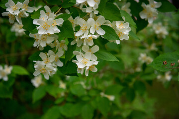 White flowers of Sweet mock-orange (Philadelphus coronarius) in the garden in early summer, close-up