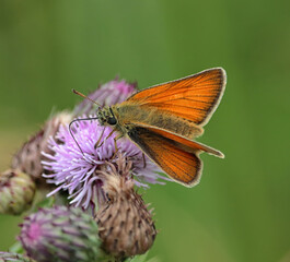 Insects - Small Skipper Butterfly