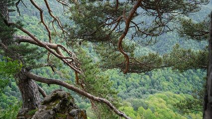 nature, green mountains, forest, pine trees