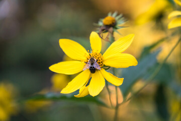 Close up of a honey bee collecting pollen on a yellow flower.