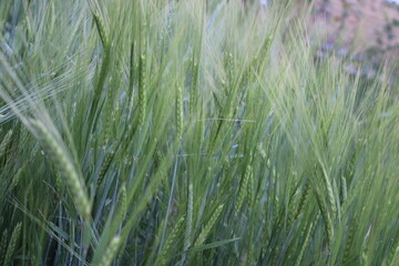Wheat