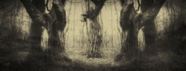 old trees in dark woods, horror landscape