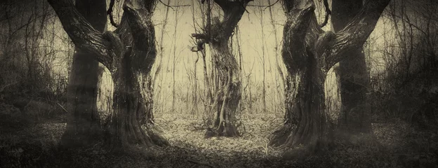alte Bäume in dunklen Wäldern, Horrorlandschaft © andreiuc88