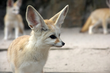 Profile of a cute fennec fox