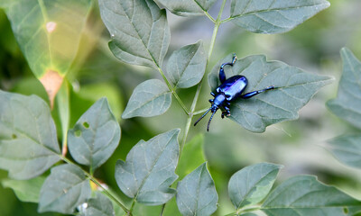 blue bug on a leaf