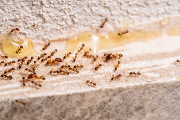 Small Ants looking for food at home. Macro photography.