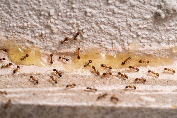 Small Ants looking for food at home. Macro photography.