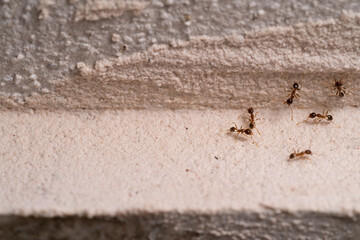Small Ants looking for food at home. Macro photography.