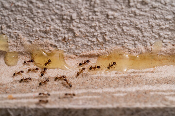 Small Ants looking for food at home. Macro photography.
