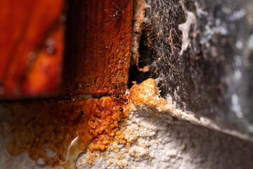 Fototapeta premium Small Ants looking for food at home. Macro photography.