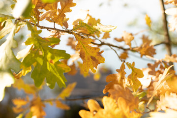 Fresh green oak tree leaves over white background. Natural close-up vertical photo with selective focus