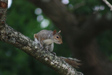 Naklejka na ściany i meble Grey squirrel on oak tree branch.