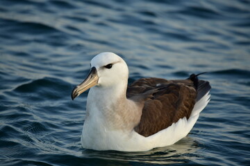 Albatroz-de-sobrancelha