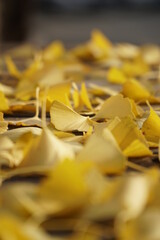 golden autumn leaves