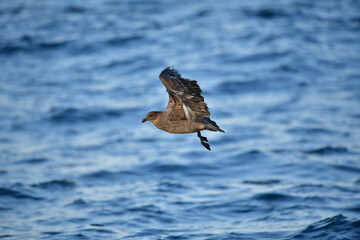 Obraz premium Mandrião-chileno
