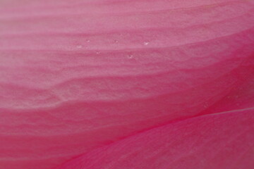 pink texture Taken from the petals of a lotus flower. for making a background image