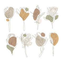 Set of hand drawn protea flowers with abstract organic shapes in natural pastel colors,vector illustration on white background.Exotic African flowers.Botanical rustic trendy set .Boho style