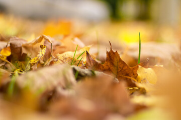 Red and orange autumn leaves background. On the street. A colorful image of fallen autumn leaves perfect for seasonal use. Space for text.