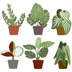 Vector illustration of houseplant in collection on white background