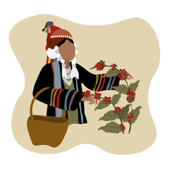 Vector illustration of hill tribe lady in the northern Thailand harvesting coffee plant