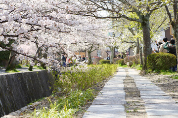 spring in the kyoto
