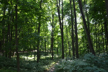 walking the parks of moscow
